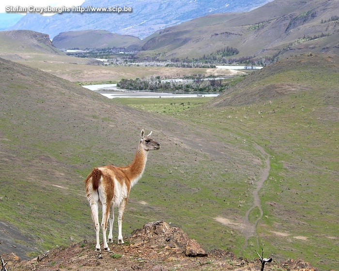 Torres del Paine - Guanaco Guanaco, een soort wilde lama, komt vrij veel voor op de vlaktes van Torres del Paine. Stefan Cruysberghs